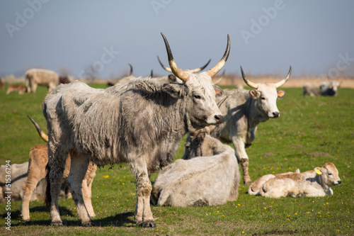 podolian cow and calf