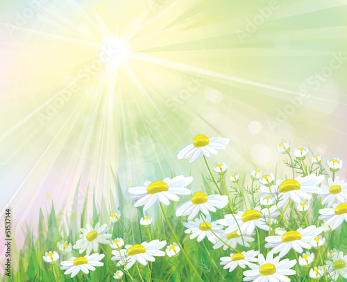 Fototapeta Naklejka Na Ścianę i Meble -  Vector of sunny background with white daisies.