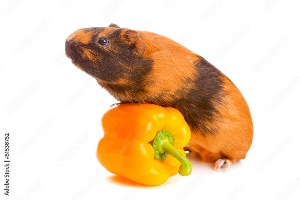 guinea pig about pepper , isolated guinea pig about pepper , isolated