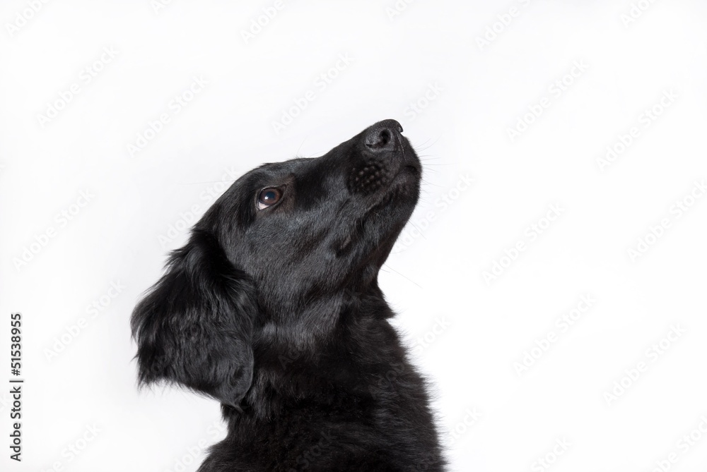 a curious dog a curious dog