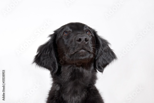 Fototapeta Naklejka Na Ścianę i Meble -  a black puppy