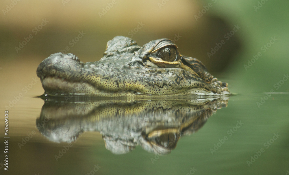 Naklejka premium Baby Crocodile with reflection