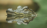 Baby Crocodile with reflection