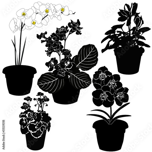 Fototapeta Naklejka Na Ścianę i Meble -  indoor potted flowers vector isolated