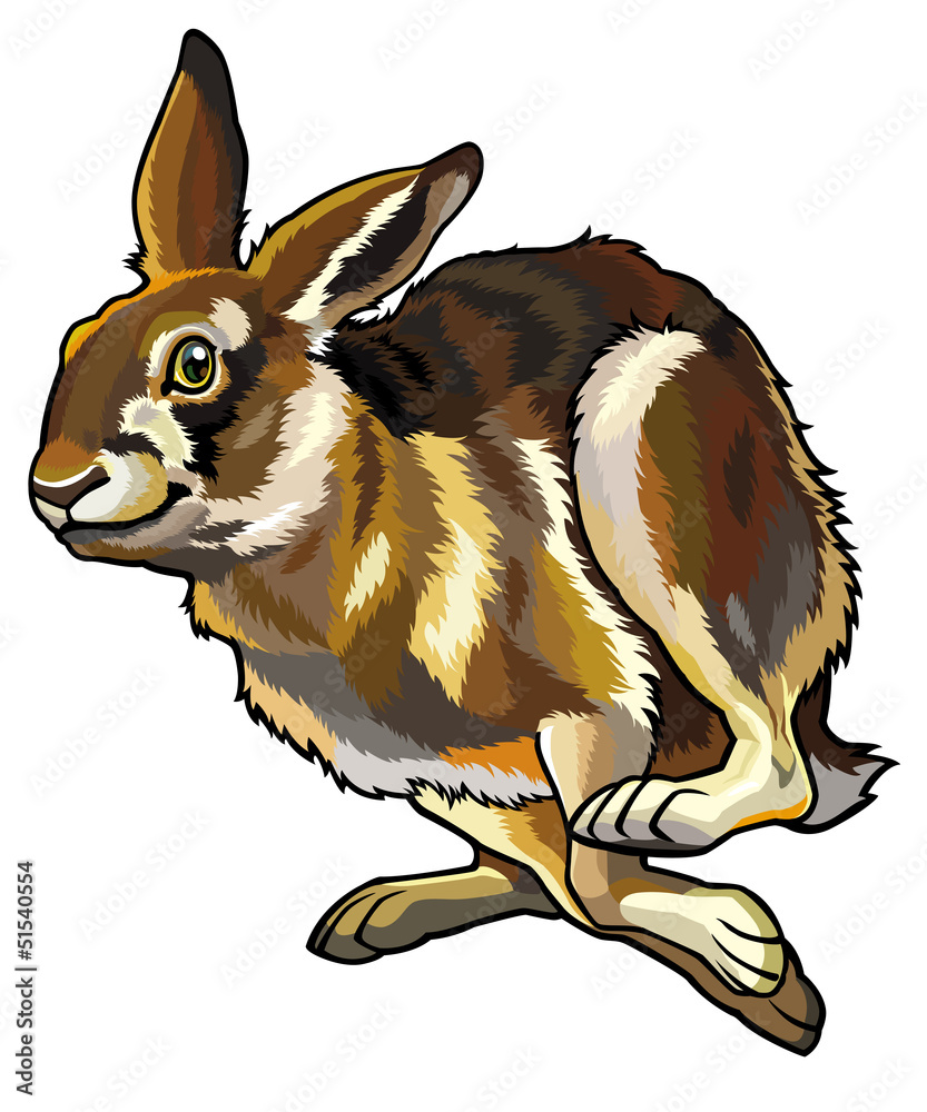 Fototapeta premium running hare