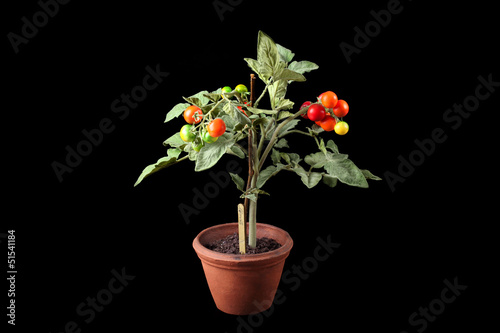 artificial plant tomato with fruits on a black background