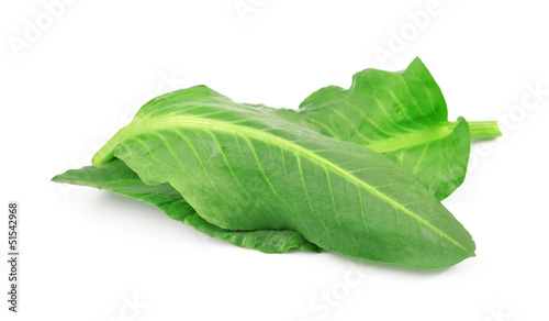 Schilderij op canvas leaves sorrel