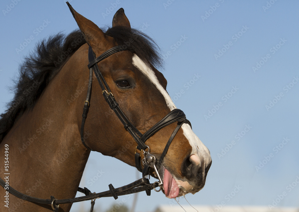 Portrait of nice brown horse with tongue out Portrait of nice brown horse with tongue out