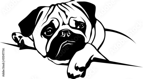 Mops - Pug