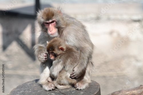 Japanese Macaque (Macaca fuscata), also known as the Snow Monkey © ID1974