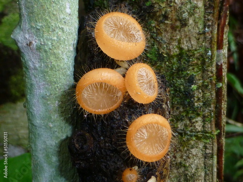 Becherlingsverwandte Pilz (Pezizaceae) im Regenwald Amazonas photo