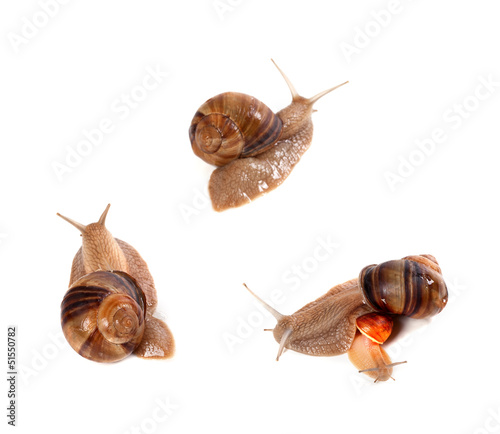 Family of snails on white background. Top view.