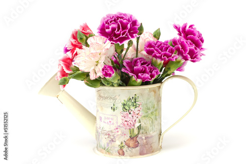 Fresh carnations in watering can  isolated on white background