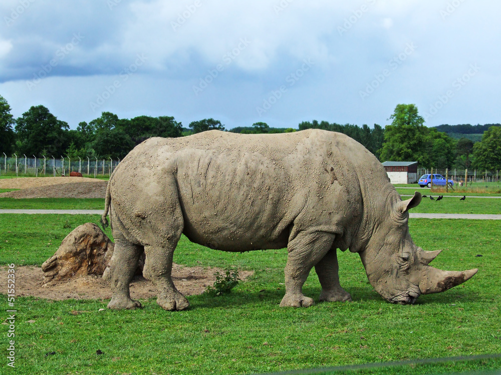 Obraz premium Rhinosaurus