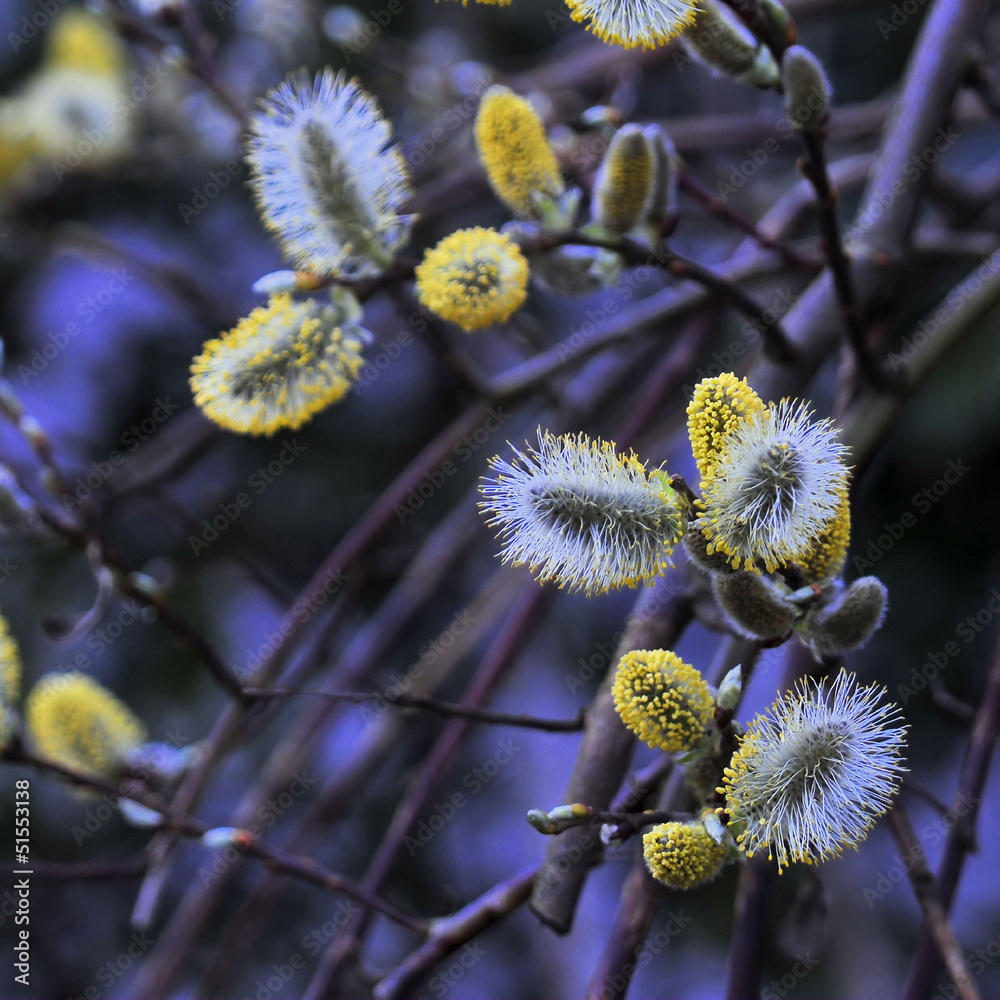 Obraz premium Weidenkätzchen