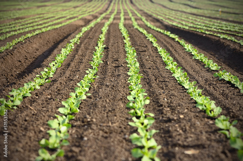 Rows of fresh salad on an agriculture field