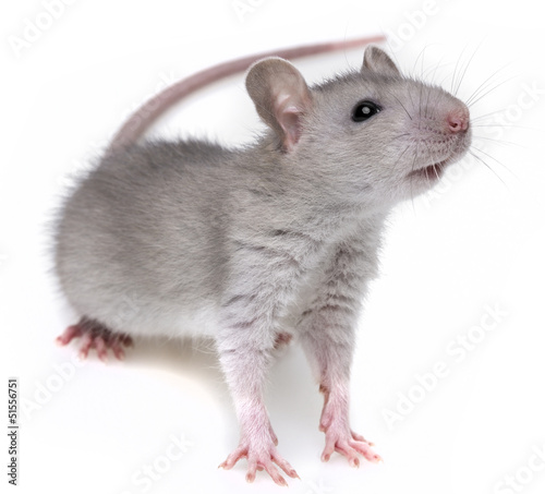 a little grey rat