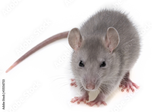 grey rat