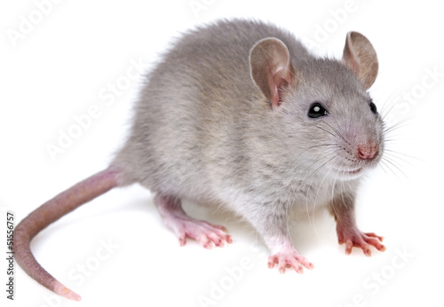 grey rat isolated on white
