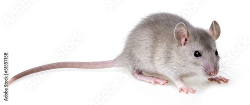 little rat on a white background
