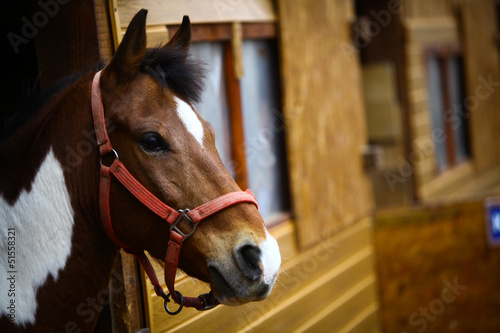 Fototapeta Naklejka Na Ścianę i Meble -  Horse