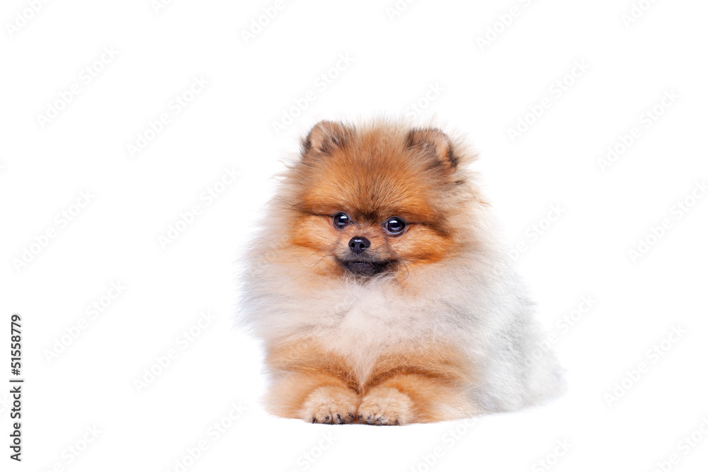 Zverg Spitz, Pomeranian