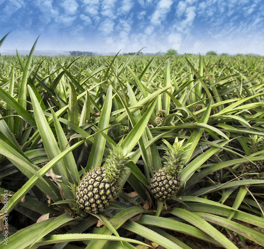 Fototapeta premium Pineapple fruit on the bush