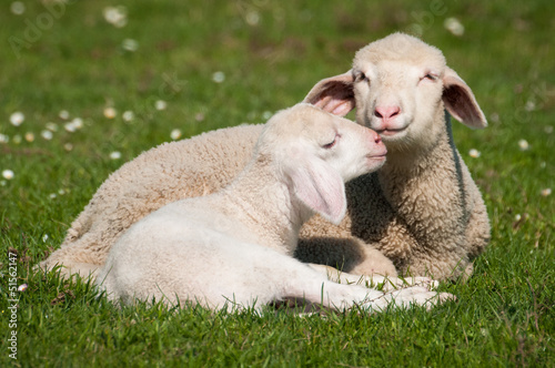 two little lambs