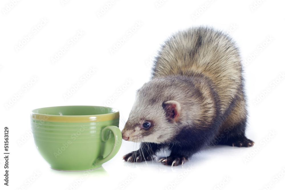 ferret ferret