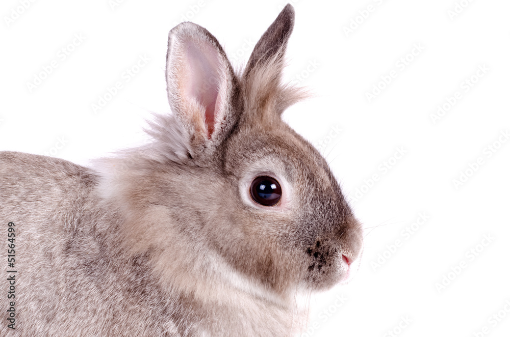 Fototapeta premium Cute fluffy little bunny rabbit