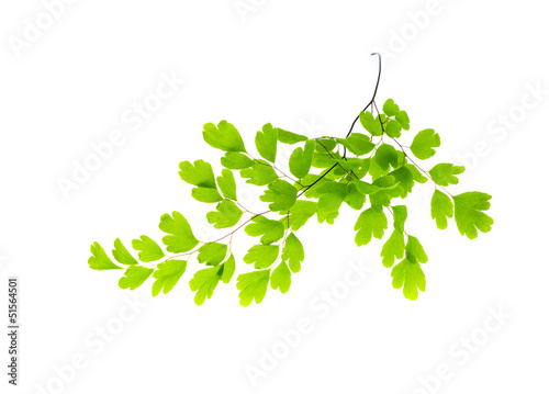 Maidenhair leaves, white background