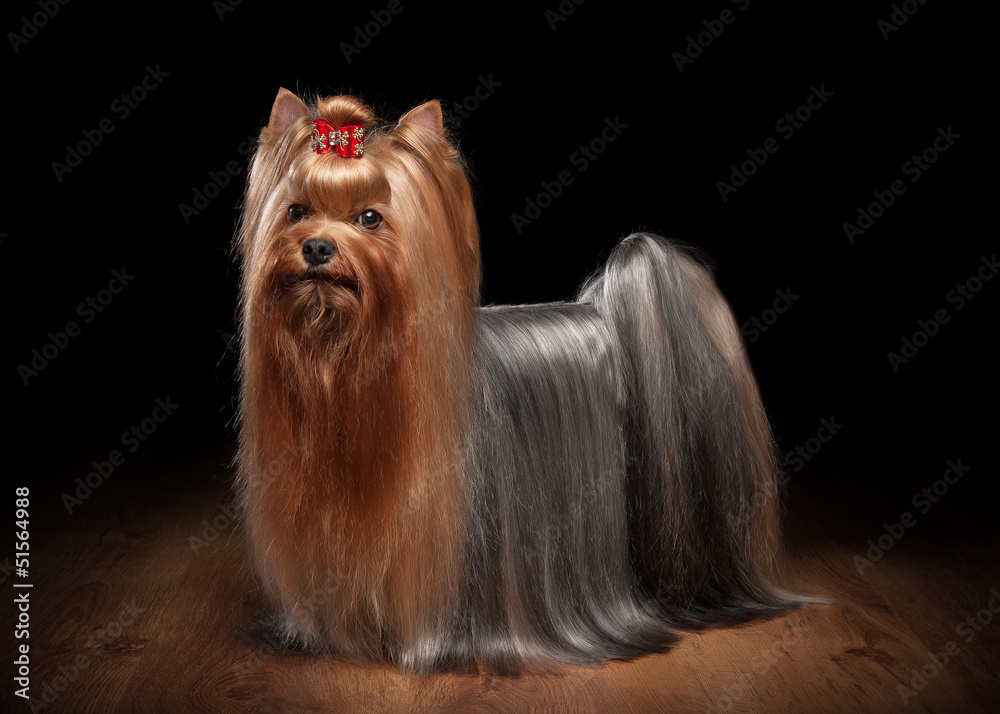 Naklejka premium yorkie puppy on table with wooden texture