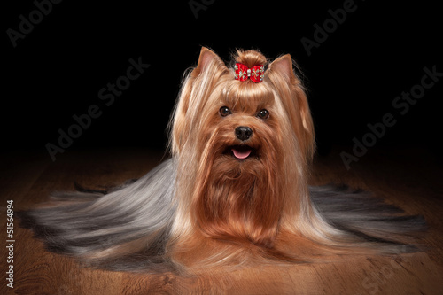 yorkie puppy on table with wooden texture