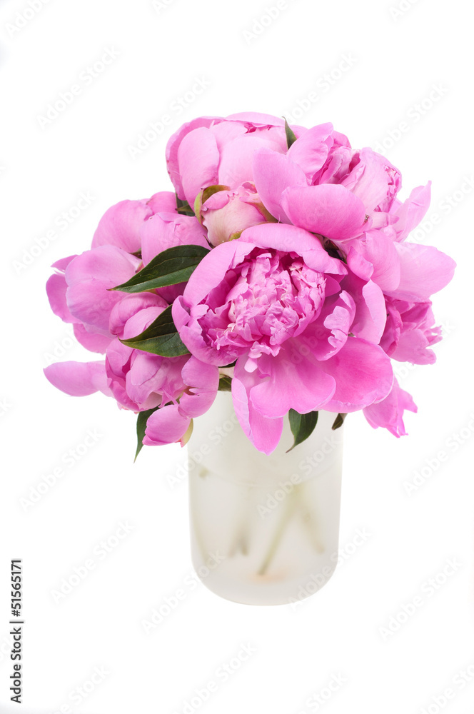 Pink peony Pink peony