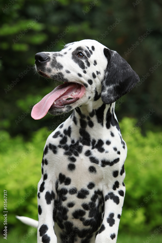 Gorgeous dalmatian puppy with long tongue - obrazy, fototapety, plakaty 