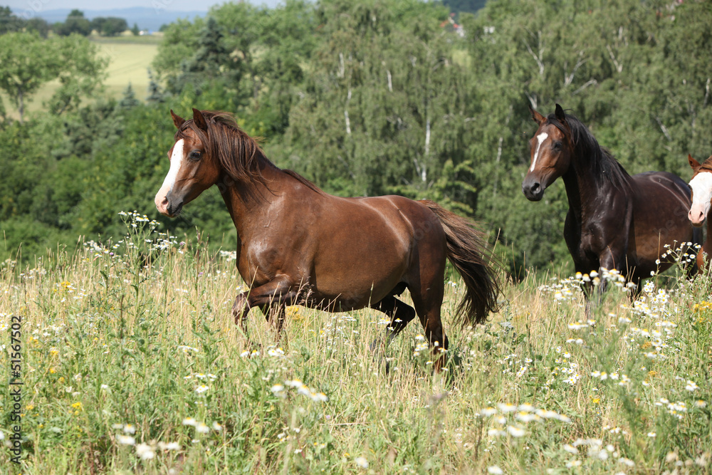 Fototapeta premium Brown horses running in flowers