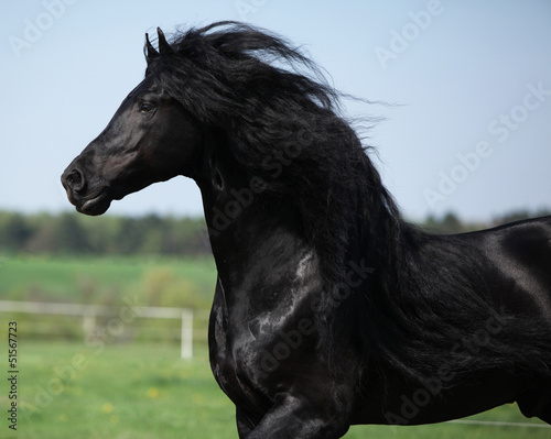 Gorgeous friesian stallion with long mane running on pasturage #51567723