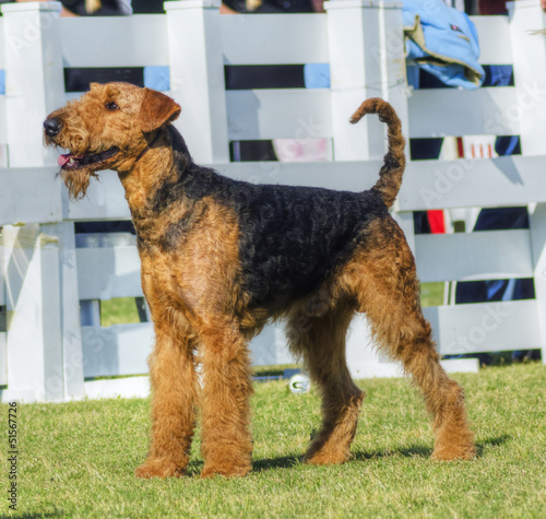 Obraz na plátně Airedale Terrier dog