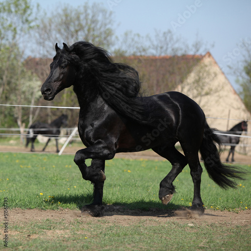 Gorgeous friesian stallion with long mane running on pasturage
