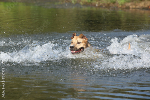 American Staffordshire Terrier swimming in water