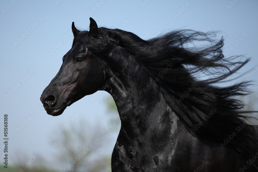 Fototapeta premium Gorgeous friesian stallion with flying long hair