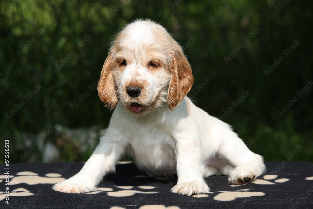 Adorable English Cocker Spaniel puppy sitting