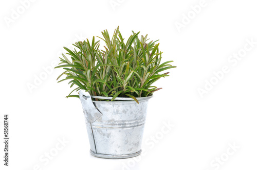 romarin frais