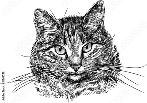 portrait of cat