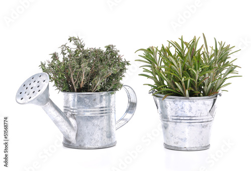 thym et romarin