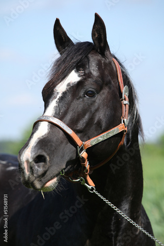 Paint horse stallion with western halter on pasturage
