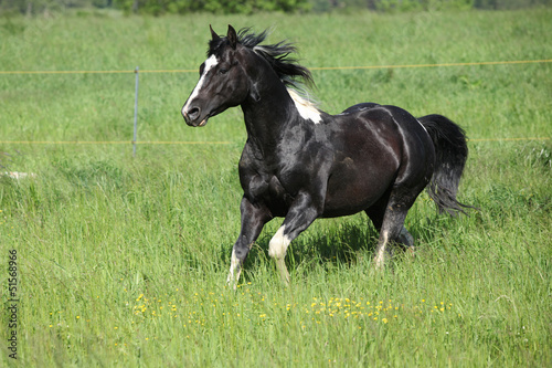 Paint horse stallion running on pasturage