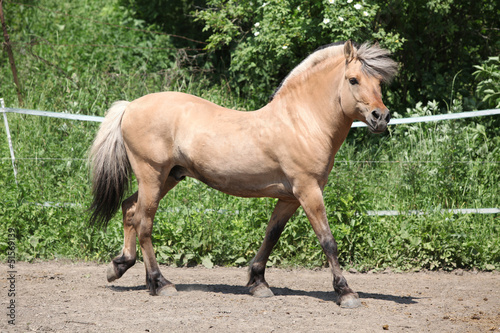 Fototapeta Naklejka Na Ścianę i Meble -  Beautiful fjord pony stallion in paddock