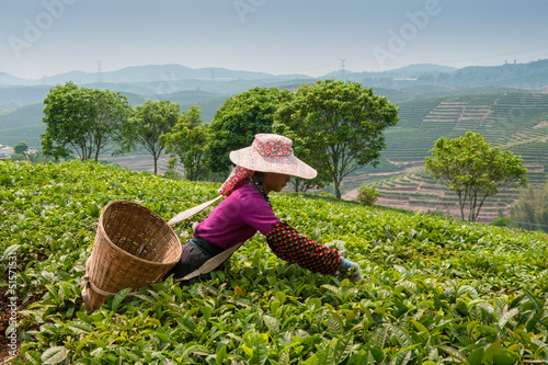 Tea gathering photo