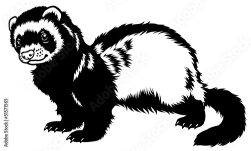 ferret black white photo